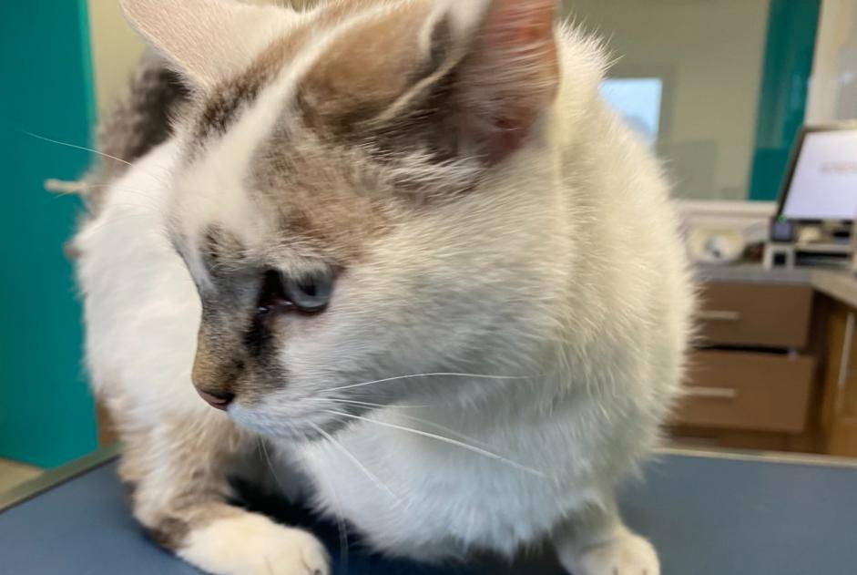 Fundmeldung Katze Männliche Le Lion-d'Angers Frankreich Fundmeldung Katze Männliche Le Lion-d'Angers Frankreich