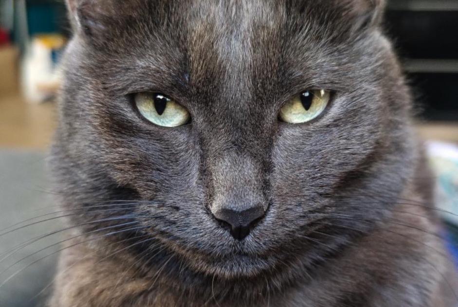 Vermisstmeldung Katze Männliche , 5 jahre Angers Frankreich