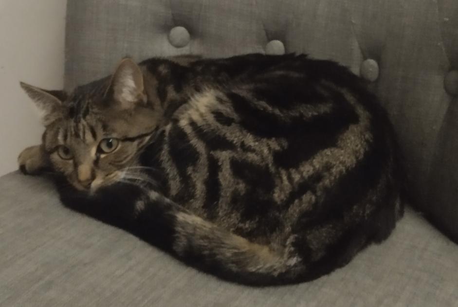 Vermisstmeldung Katze Weiblich , 2 jahre Trélazé Frankreich