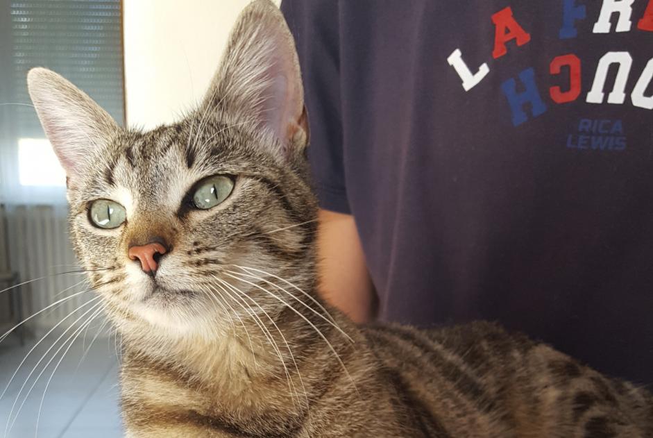 Fundmeldung Katze Weiblich , Zwischen 4 und 6 Monaten Cholet Frankreich