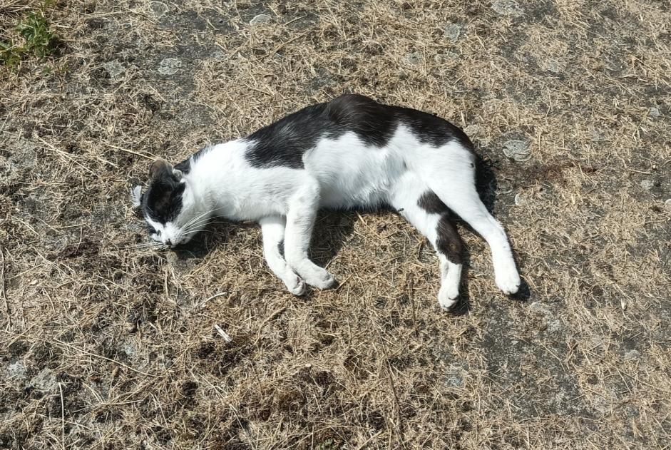 Fundmeldung Katze Unbekannt Saint-Barthélemy-d'Anjou Frankreich Fundmeldung Katze Unbekannt Saint-Barthélemy-d'Anjou Frankreich