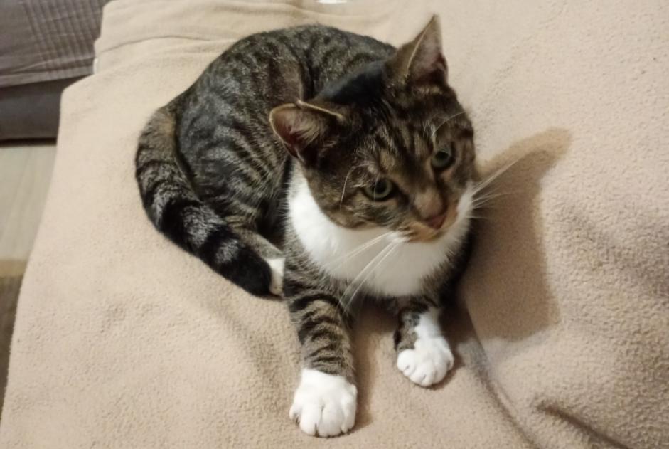 Fundmeldung Katze Männliche Mûrs-Erigné Frankreich Fundmeldung Katze Männliche Mûrs-Erigné Frankreich