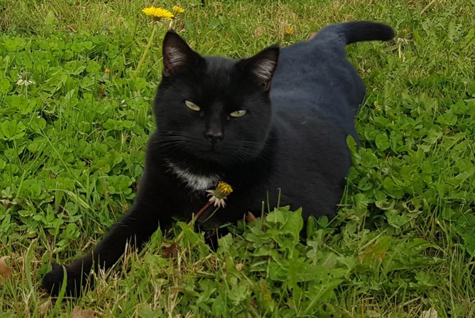 Disappearance alert Cat Male , 2 years Baugé en Anjou France Disappearance alert Cat Male , 2 years Baugé en Anjou France