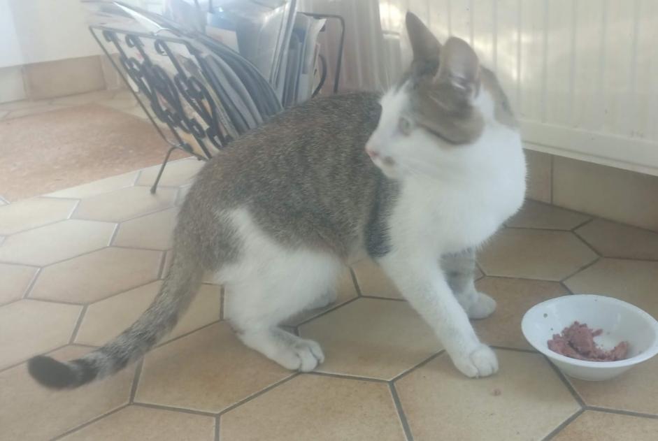 Disappearance alert Cat Male , 2 years Angers France