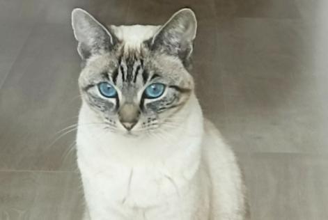 Disappearance alert Cat  Female , 1 years Longué-Jumelles France
