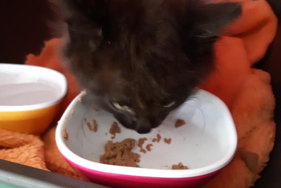 Discovery alert Cat Unknown Le Plessis-Grammoire France Discovery alert Cat Unknown Le Plessis-Grammoire France