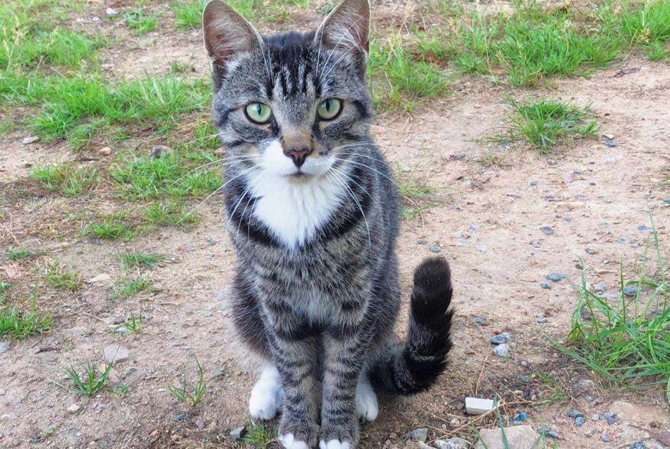 Discovery alert Cat Male Les Ponts-de-Cé France