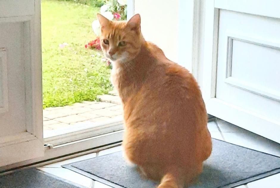 Disappearance alert Cat Male , 7 years Artannes-sur-Thouet France Disappearance alert Cat Male , 7 years Artannes-sur-Thouet France