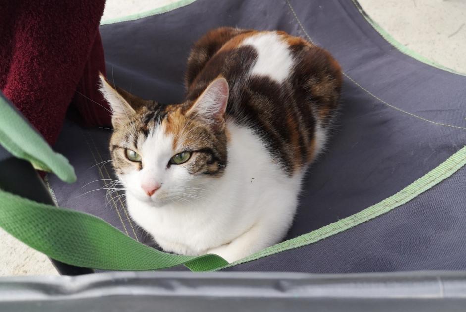 Disappearance alert Cat Female , 1 years Val-du-Layon France Disappearance alert Cat Female , 1 years Val-du-Layon France