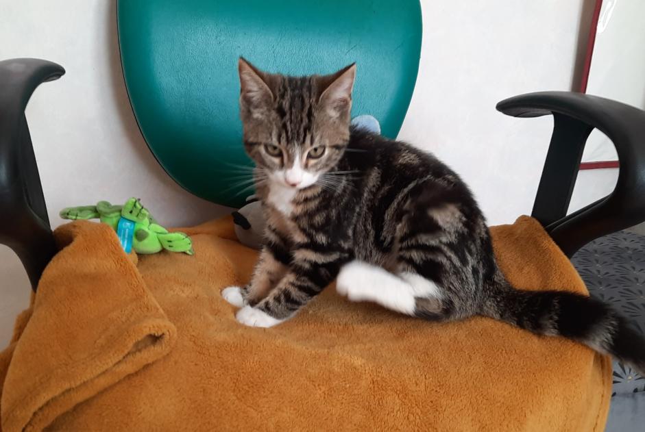 Discovery alert Cat Female , Between 4 and 6 months Doué-en-Anjou France Discovery alert Cat Female , Between 4 and 6 months Doué-en-Anjou France