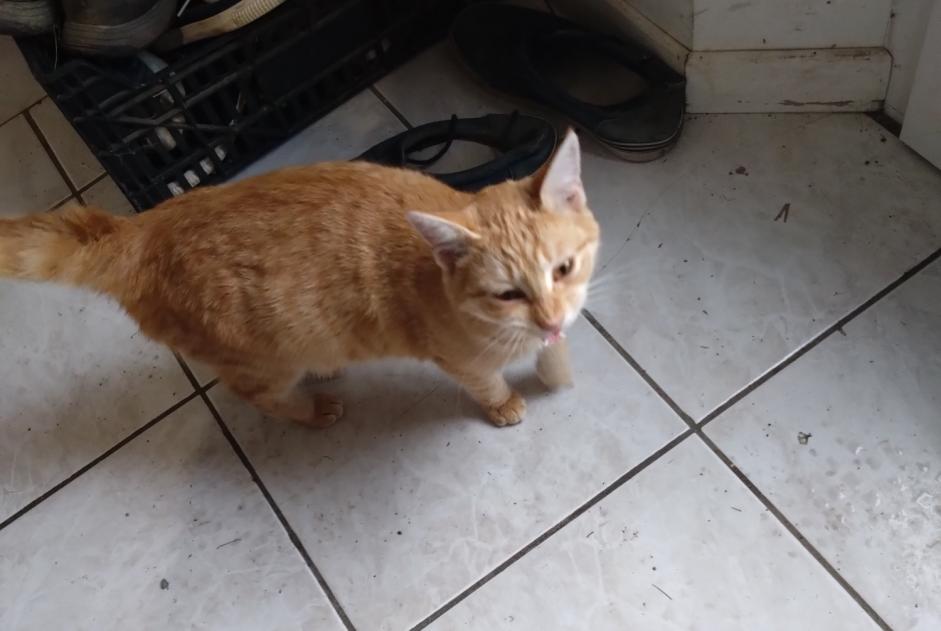 Discovery alert Cat Female Chemillé-en-Anjou France Discovery alert Cat Female Chemillé-en-Anjou France