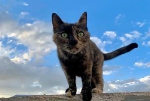 Disappearance alert Cat  Female , 4 years Mûrs-Erigné France