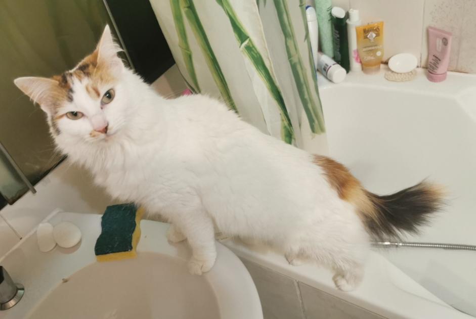 Disappearance alert Cat miscegenation Female , 4 years Sèvremoine France Disappearance alert Cat miscegenation Female , 4 years Sèvremoine France