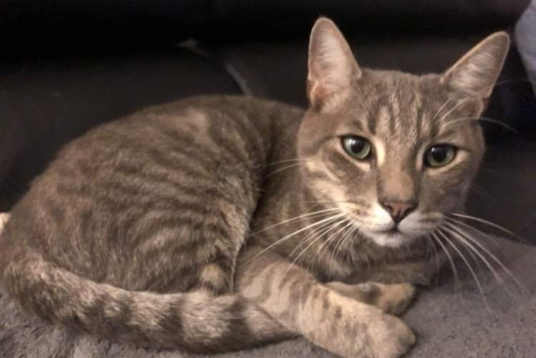 Disappearance alert Cat Male , 5 years Montsoreau France Disappearance alert Cat Male , 5 years Montsoreau France