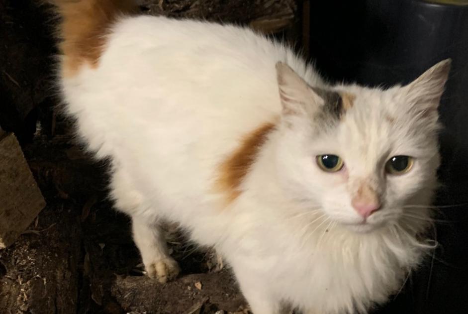 Discovery alert Cat Female Montrevault-sur-Èvre France