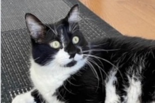 Disappearance alert Cat Male , 5 years Angers France