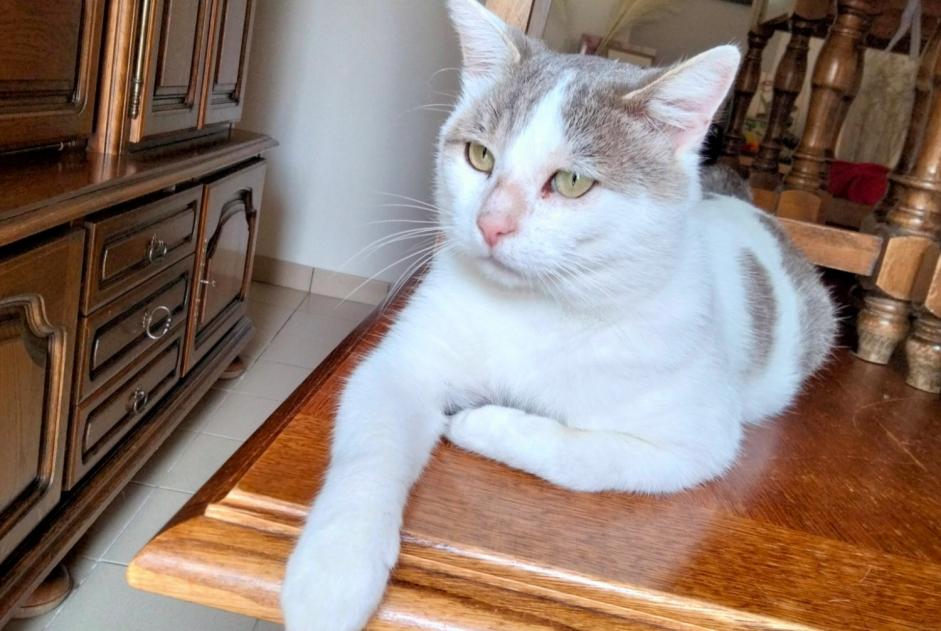 Disappearance alert Cat Male , 10 years Mauges-sur-Loire France Disappearance alert Cat Male , 10 years Mauges-sur-Loire France