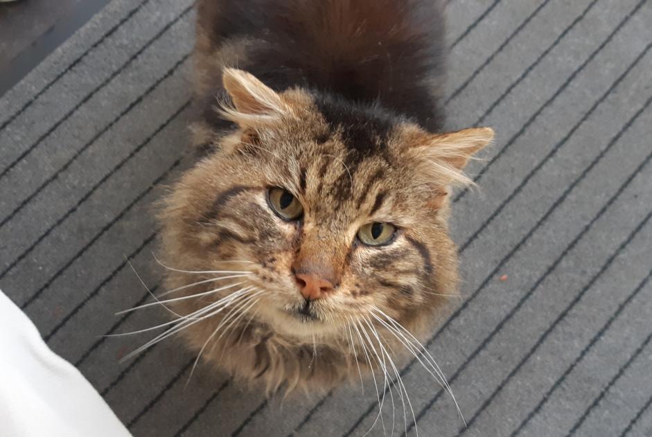 Discovery alert Cat Unknown Les Ponts-de-Cé France Discovery alert Cat Unknown Les Ponts-de-Cé France