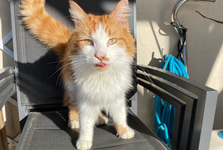 Discovery alert Cat Male , 1 year Saint-Melaine-sur-Aubance France Discovery alert Cat Male , 1 year Saint-Melaine-sur-Aubance France