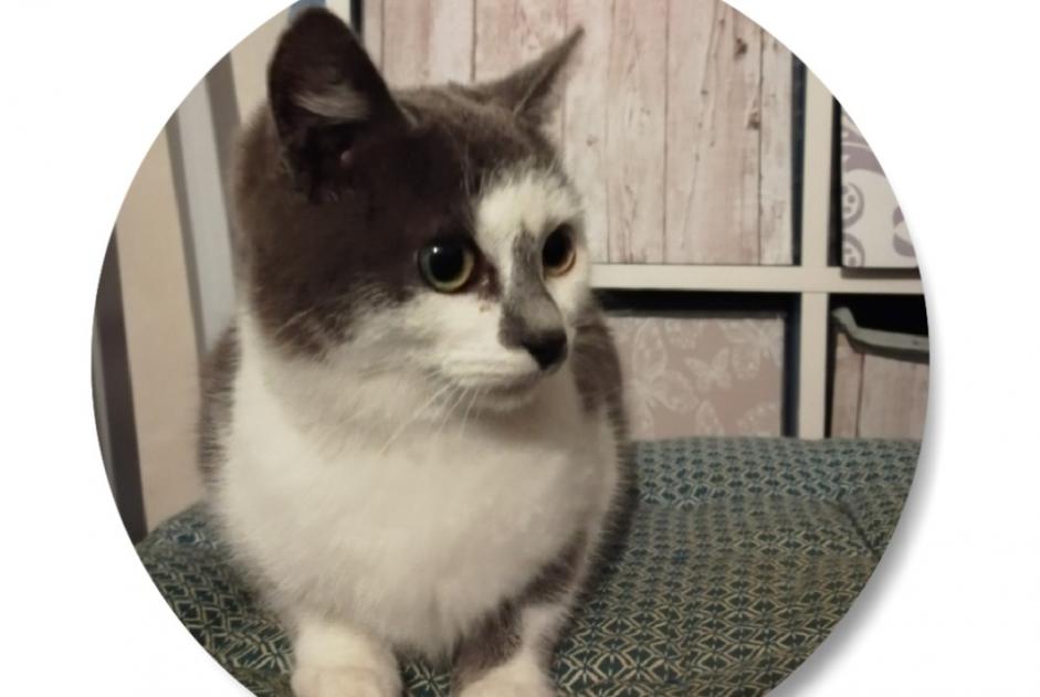 Discovery alert Cat Female , Between 4 and 6 months Mauges-sur-Loire France Discovery alert Cat Female , Between 4 and 6 months Mauges-sur-Loire France