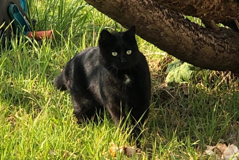 Discovery alert Cat   Male Seiches-sur-le-Loir France