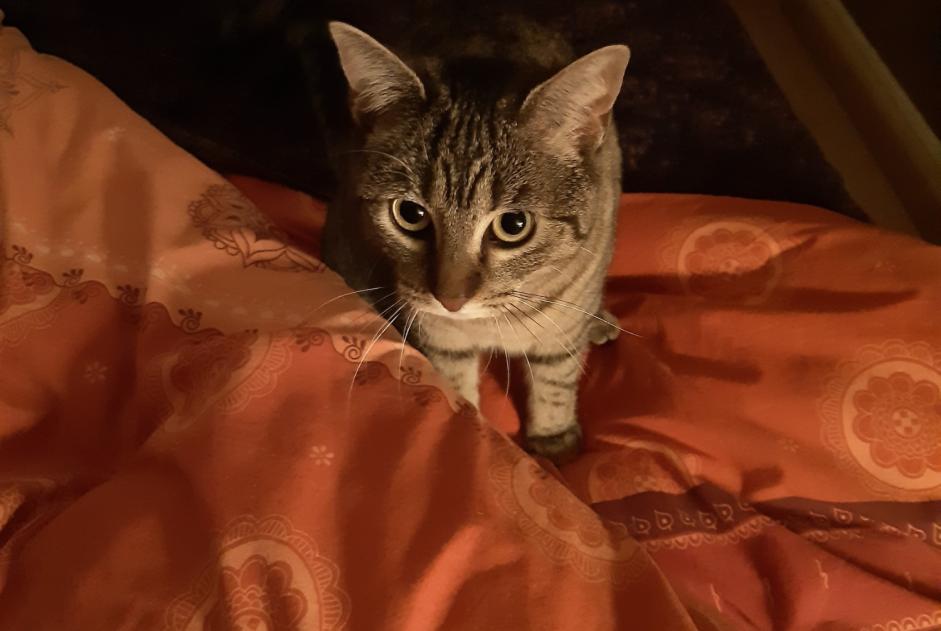 Disappearance alert Cat Female , 2 years Angers France