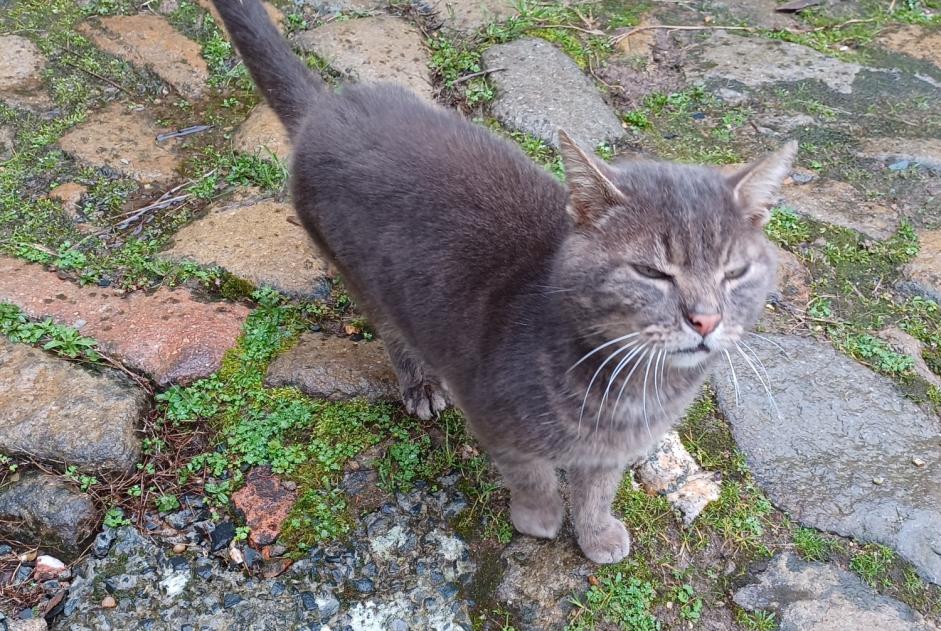 Discovery alert Cat Male Segré-en-Anjou Bleu France Discovery alert Cat Male Segré-en-Anjou Bleu France