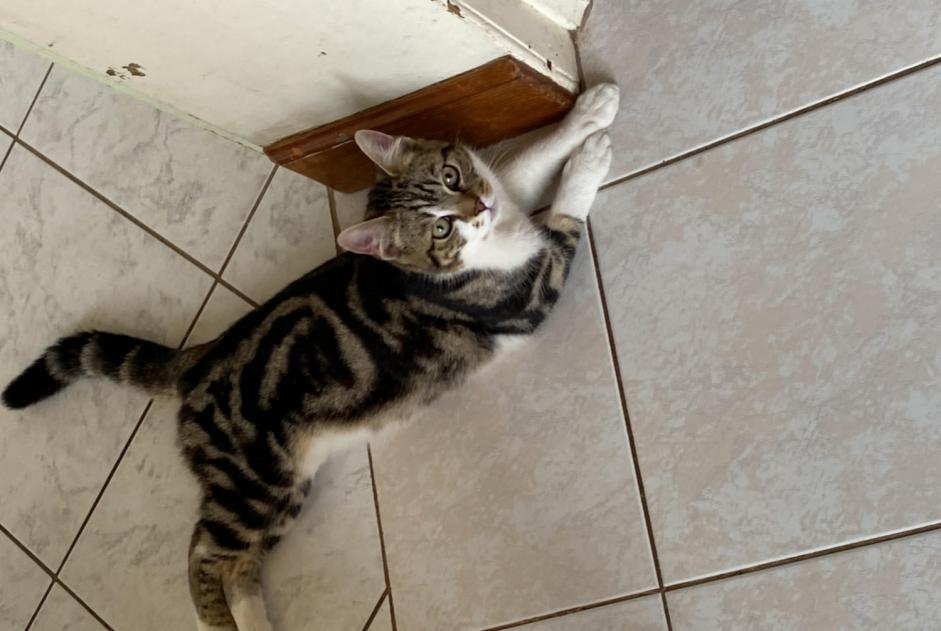 Disappearance alert Cat miscegenation  Male , 1 years Antoigné France