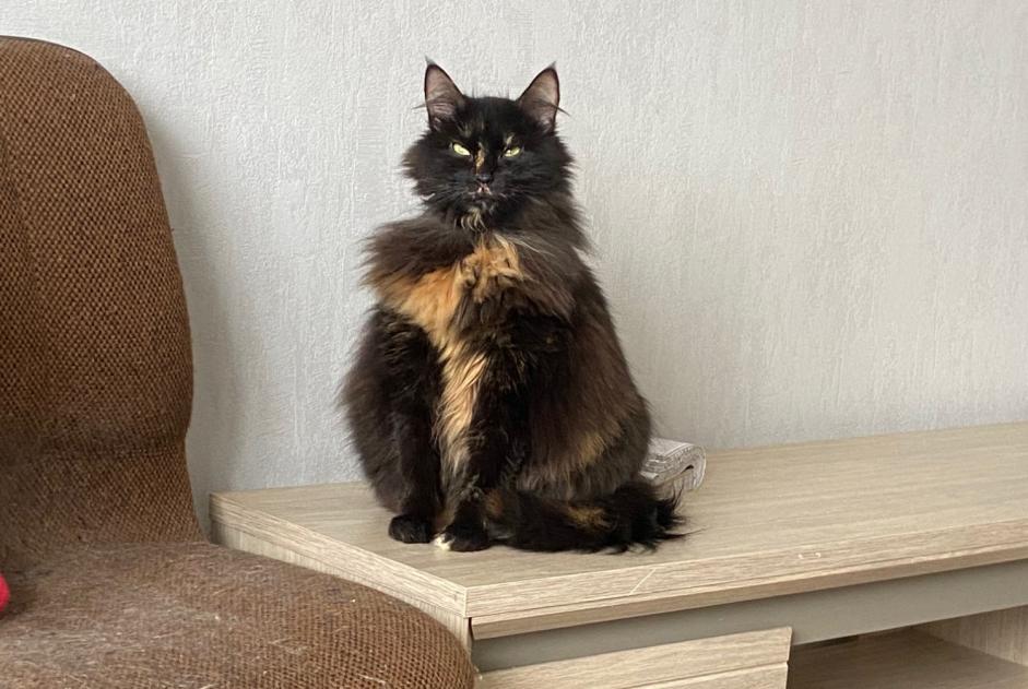 Discovery alert Cat Female Trélazé France Discovery alert Cat Female Trélazé France