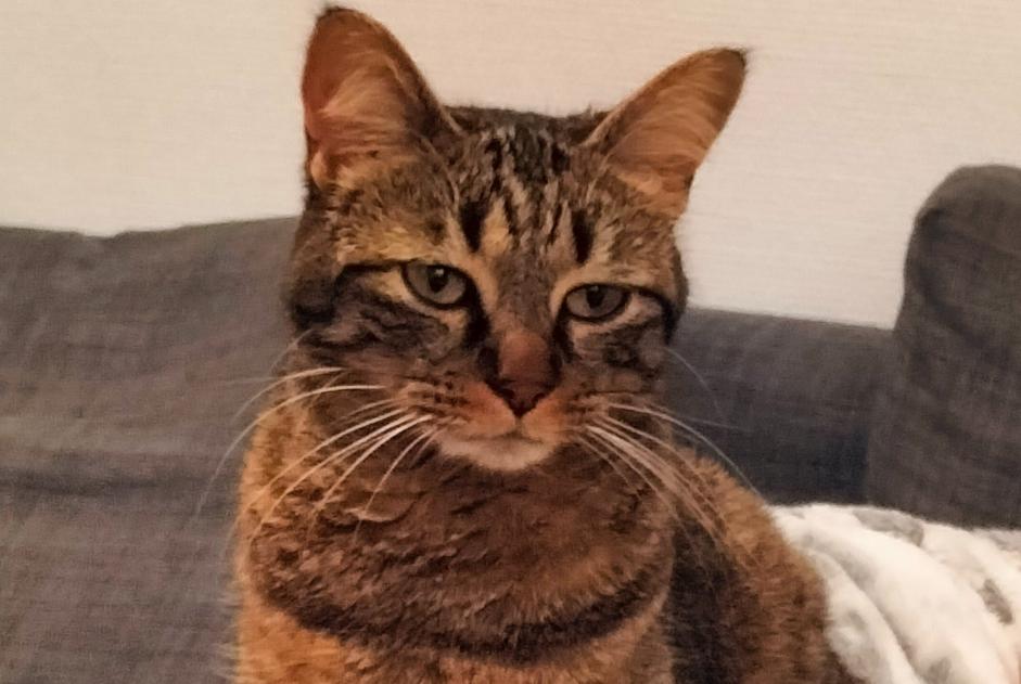 Disappearance alert Cat miscegenation Female , 3 years Avrillé France Disappearance alert Cat miscegenation Female , 3 years Avrillé France