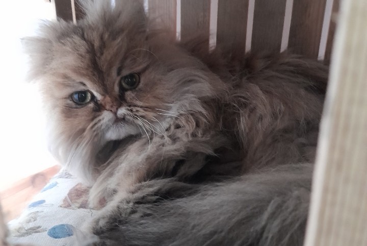 Disappearance alert Cat Female , 3 years Cholet France Disappearance alert Cat Female , 3 years Cholet France