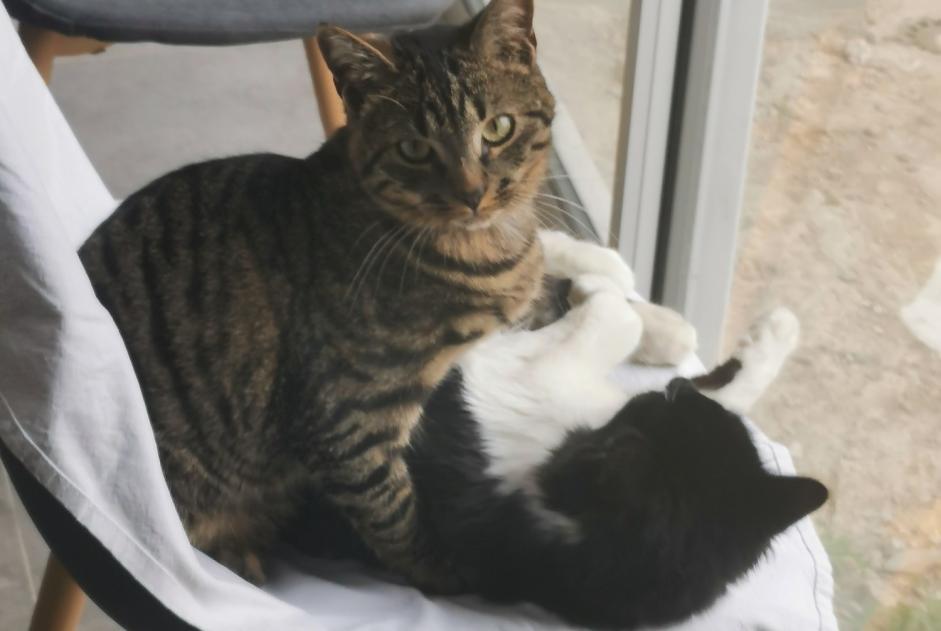 Disappearance alert Cat Male , 2 years Ombrée d'Anjou France