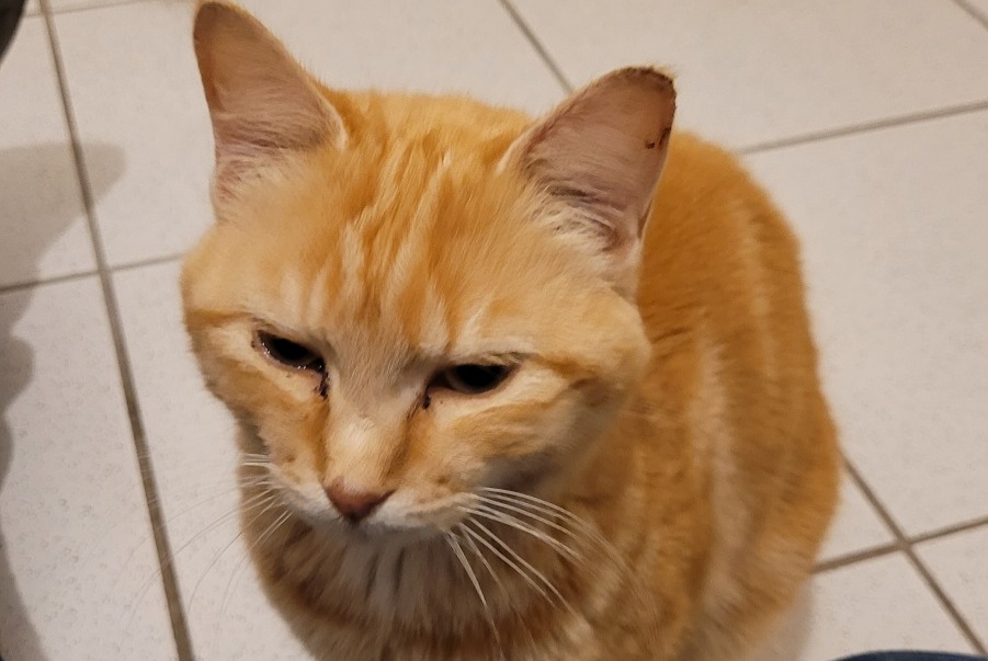 Disappearance alert Cat  Male , 1 years Cholet France
