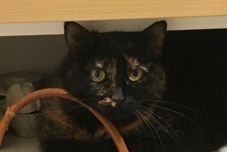 Disappearance alert Cat miscegenation  Female , 10 years Angers France