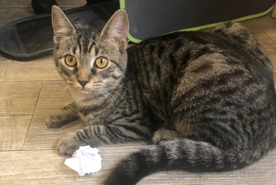 Discovery alert Cat Female Les Ponts-de-Cé France Discovery alert Cat Female Les Ponts-de-Cé France