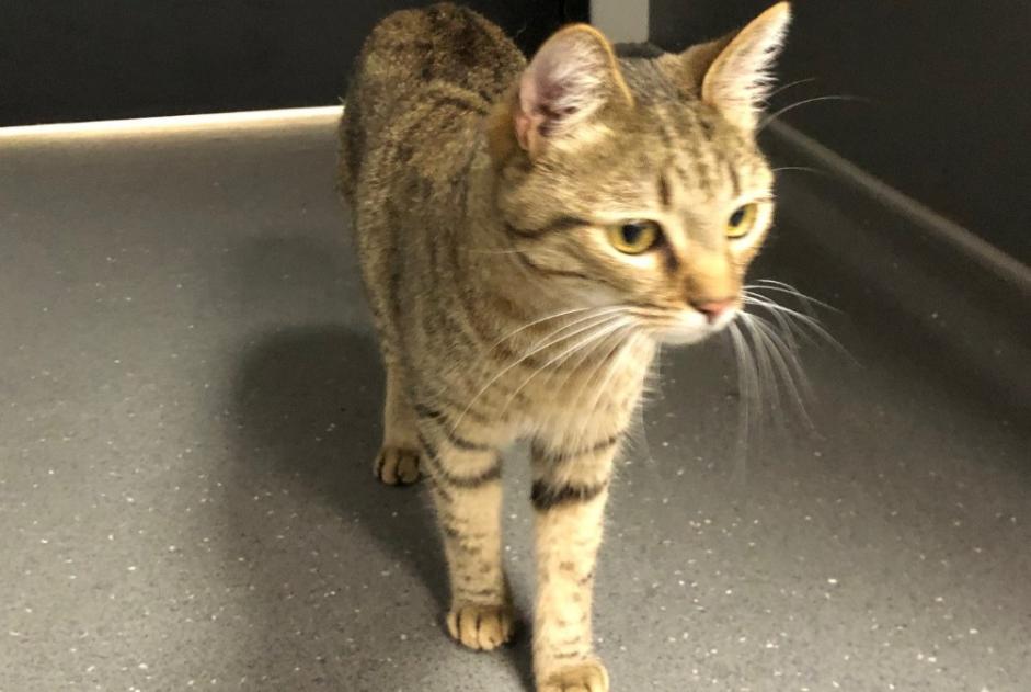 Discovery alert Cat Male Angers France Discovery alert Cat Male Angers France