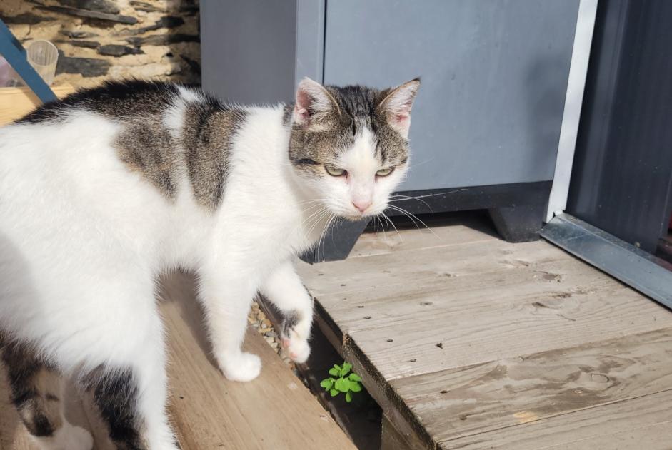 Discovery alert Cat Female Saint-Barthélemy-d'Anjou France Discovery alert Cat Female Saint-Barthélemy-d'Anjou France