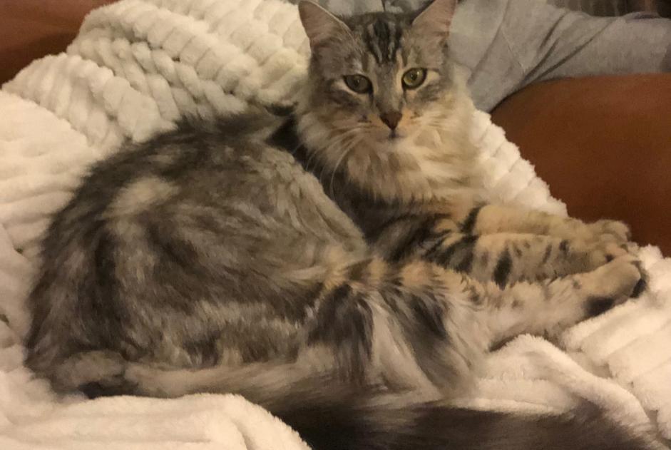 Disappearance alert Cat Male , 3 years Saint-Barthélemy-d'Anjou France Disappearance alert Cat Male , 3 years Saint-Barthélemy-d'Anjou France