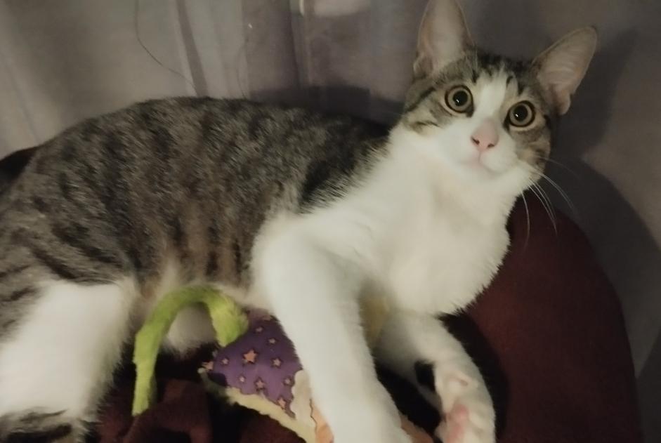 Disappearance alert Cat Male , 0 years Beaupréau-en-Mauges France Disappearance alert Cat Male , 0 years Beaupréau-en-Mauges France