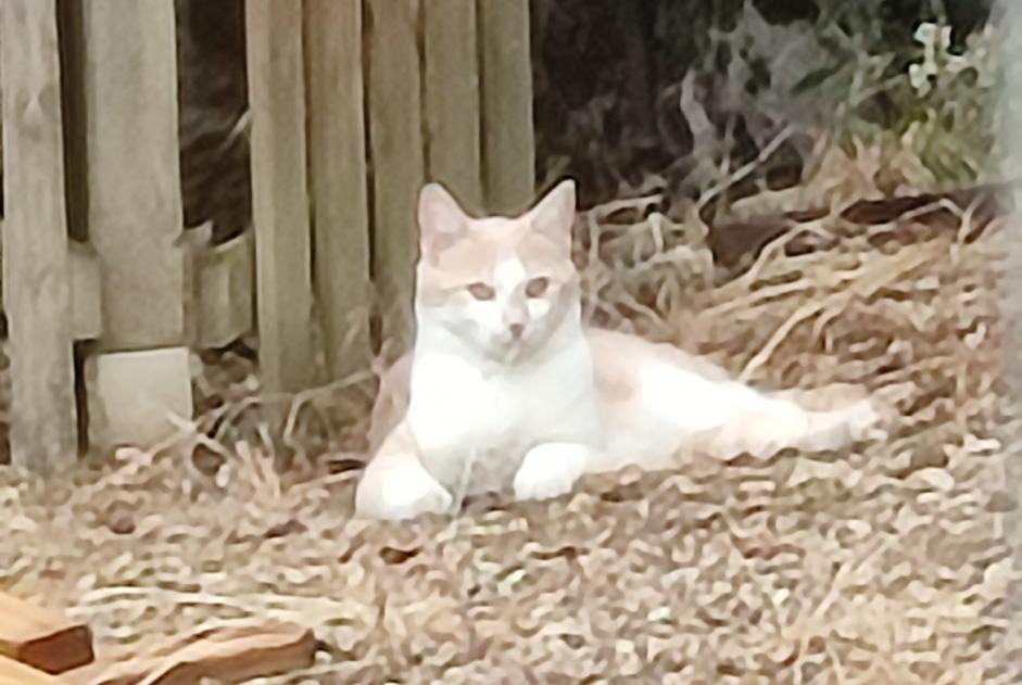 Discovery alert Cat Unknown Varrains France Discovery alert Cat Unknown Varrains France