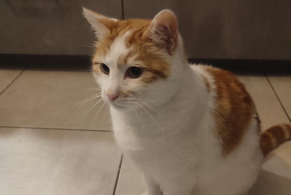Disappearance alert Cat  Male , 4 years Loire-Authion France