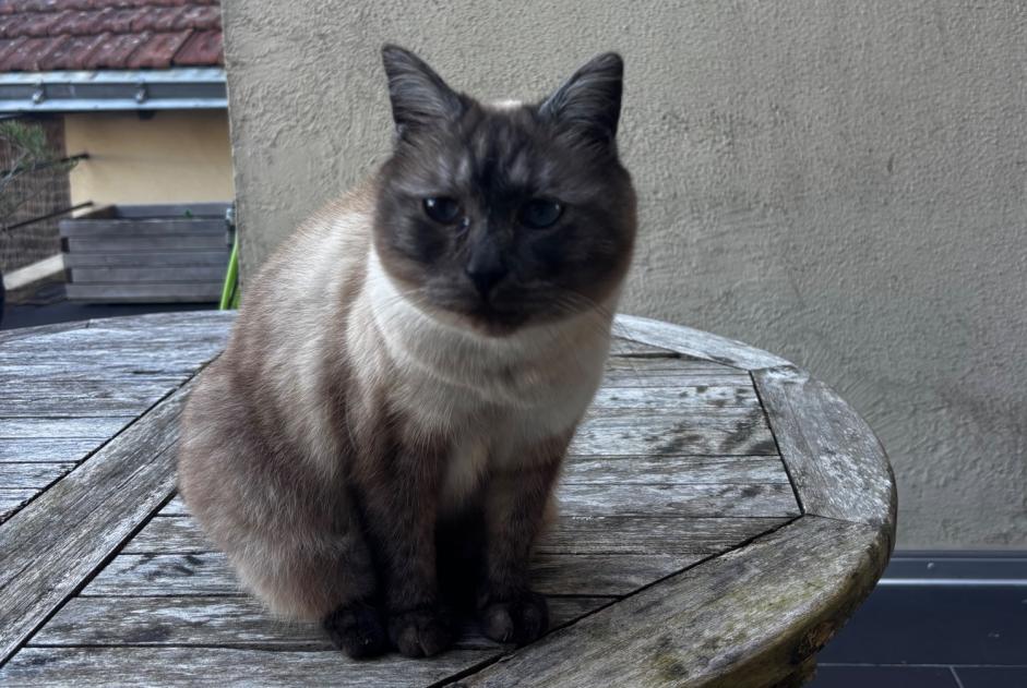 Disappearance alert Cat miscegenation  Male , 8 years Cholet France