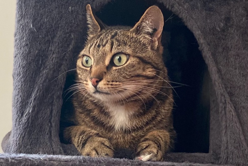 Disappearance alert Cat Male , 6 years Brain-sur-Allonnes France