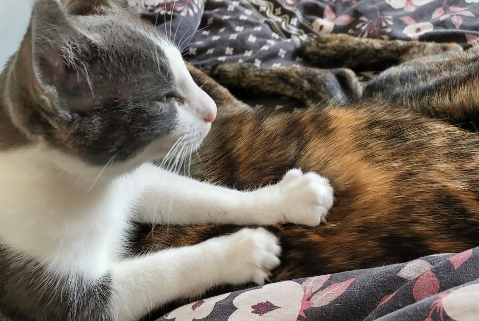 Alerta de Desaparición Gato cruce  Macho , 2 años Erdre-en-Anjou Francia