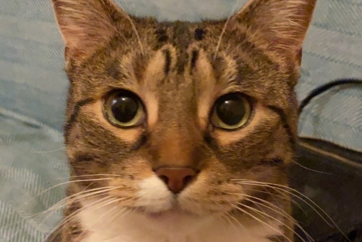 Alerta de Desaparición Gato Macho , 8 años Angers Francia Alerta de Desaparición Gato Macho , 8 años Angers Francia