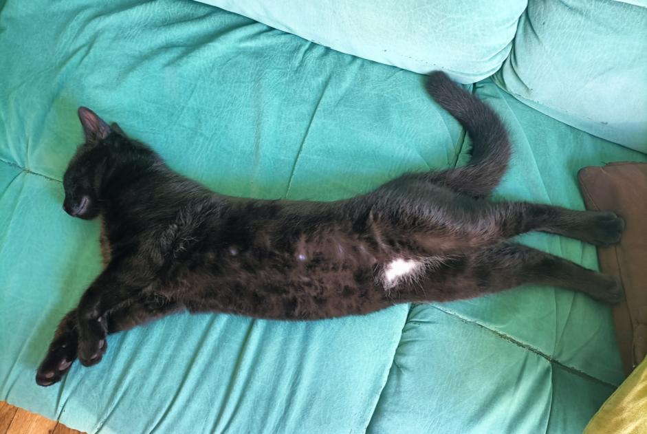 Alerta de Desaparición Gato Macho , 0 años Angers Francia Alerta de Desaparición Gato Macho , 0 años Angers Francia