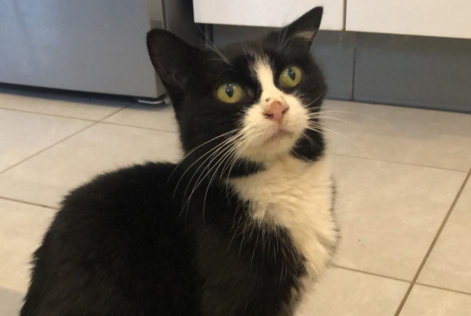 Alerta de Desaparición Gato  Hembra , 13 años Trélazé Francia