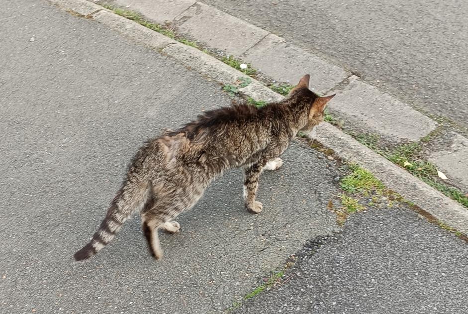 Alerta de Hallazgo Gato Desconocido Verrières-en-Anjou Francia