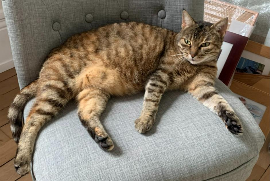 Alerta de Desaparición Gato  Hembra , 8 años Angers Francia