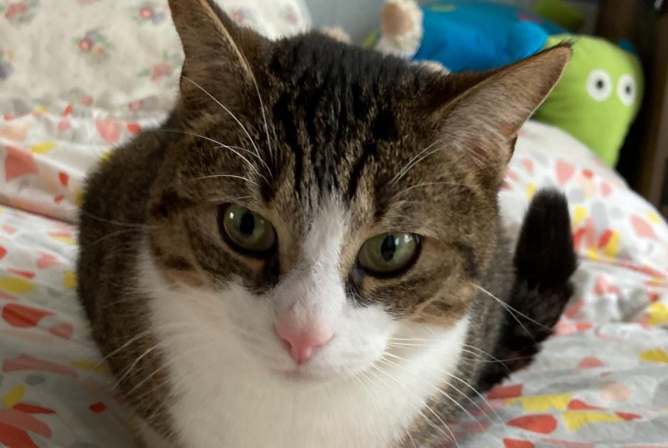 Alerta de Desaparición Gato Macho , 4 años Angers Francia Alerta de Desaparición Gato Macho , 4 años Angers Francia